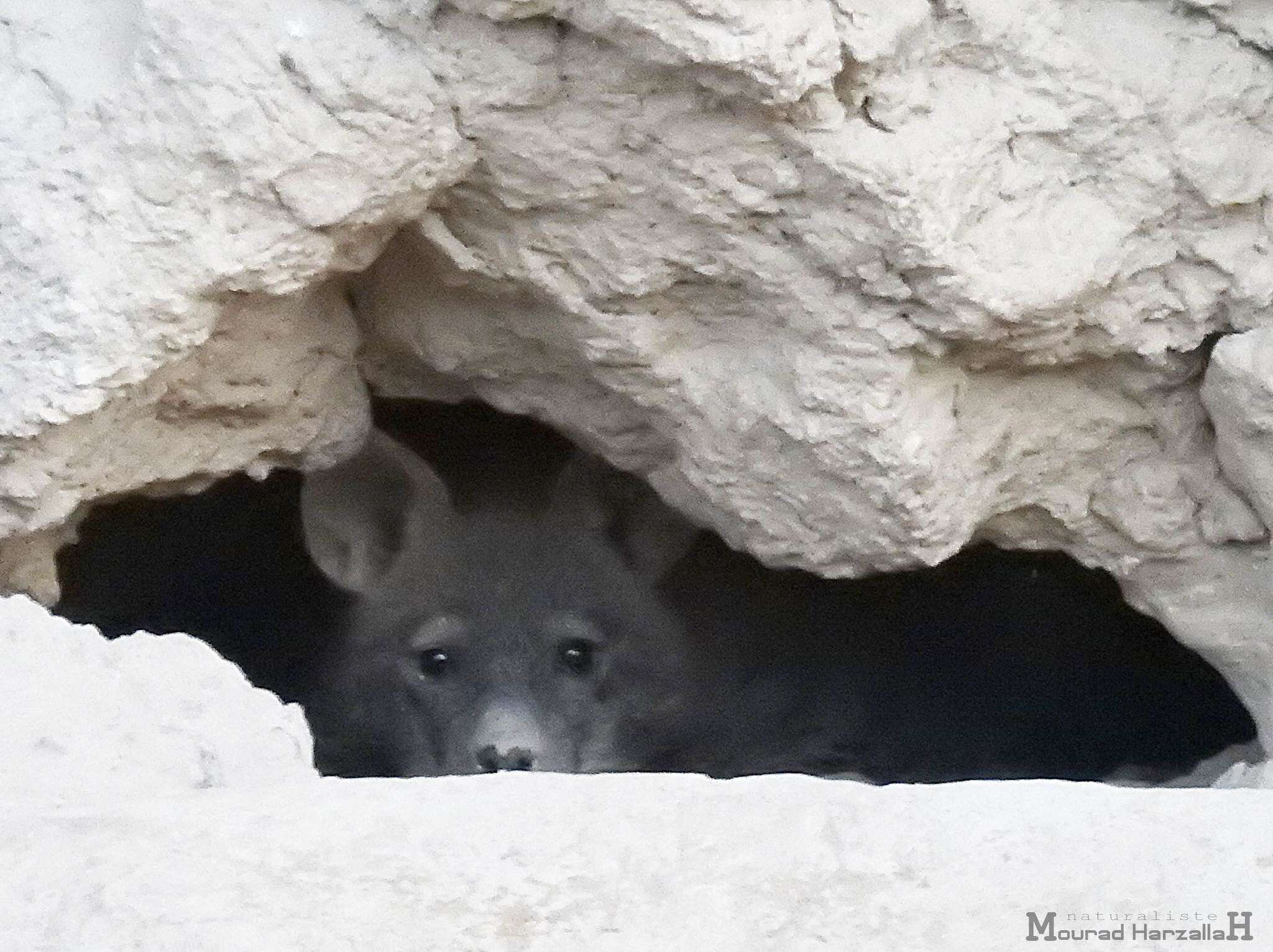 Image of Striped Hyena