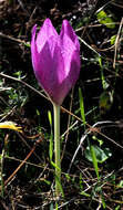 Image of Colchicum bivonae Guss.