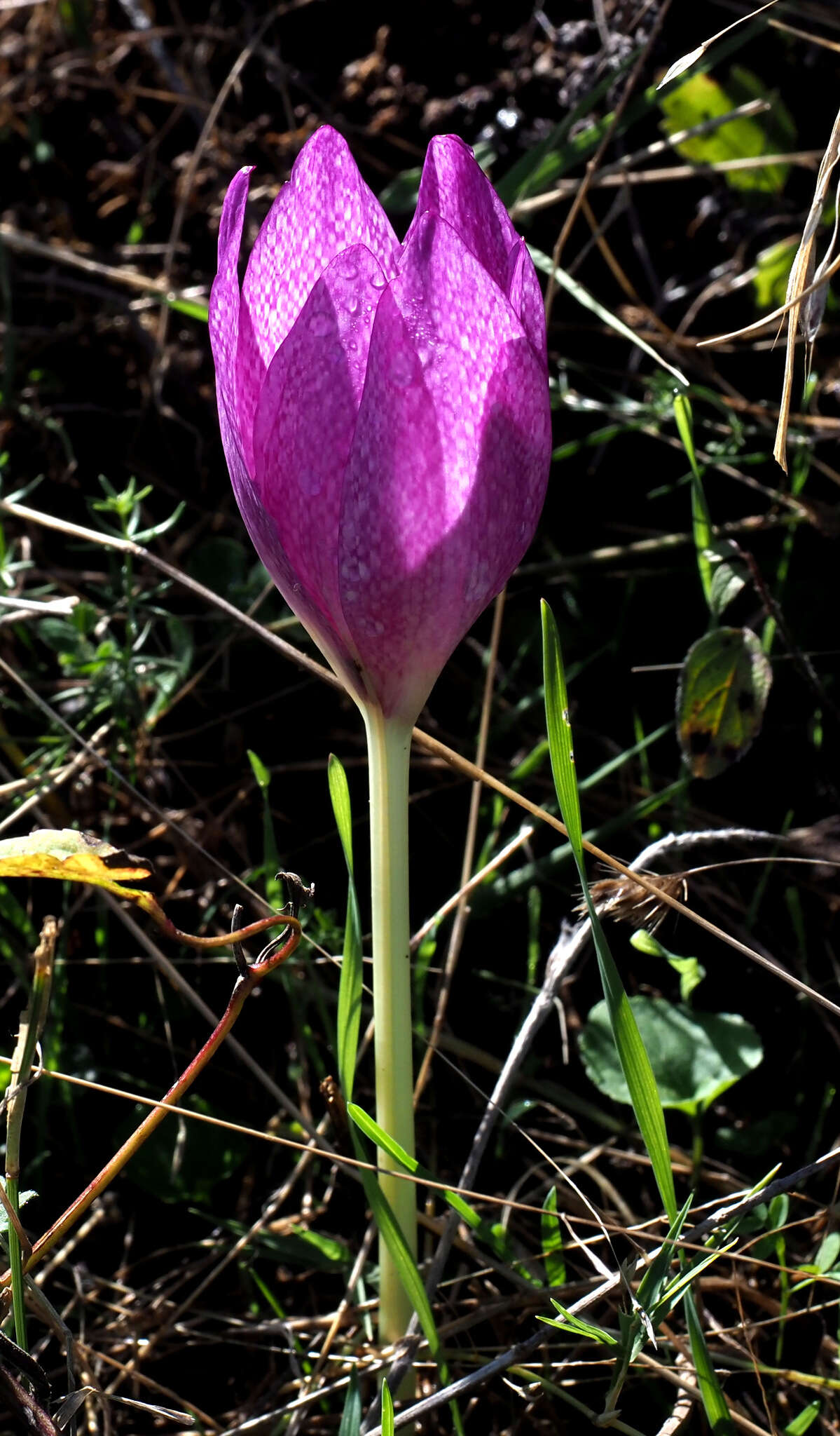 Image of Colchicum bivonae Guss.