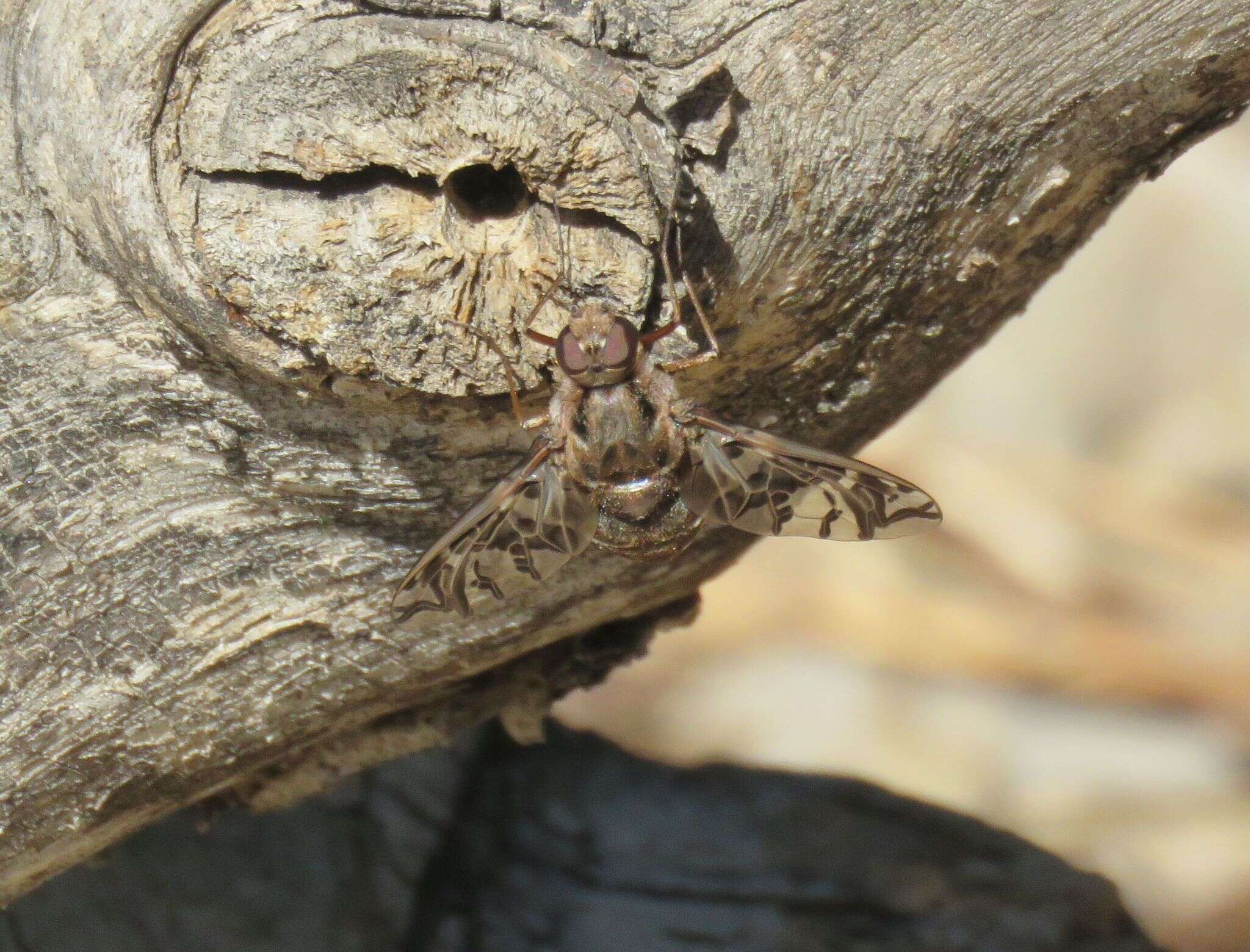 Image of Xenox habrosus (Marston 1970)