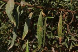 Image of Puccinia baccharidis Dietel & Holw. 1893