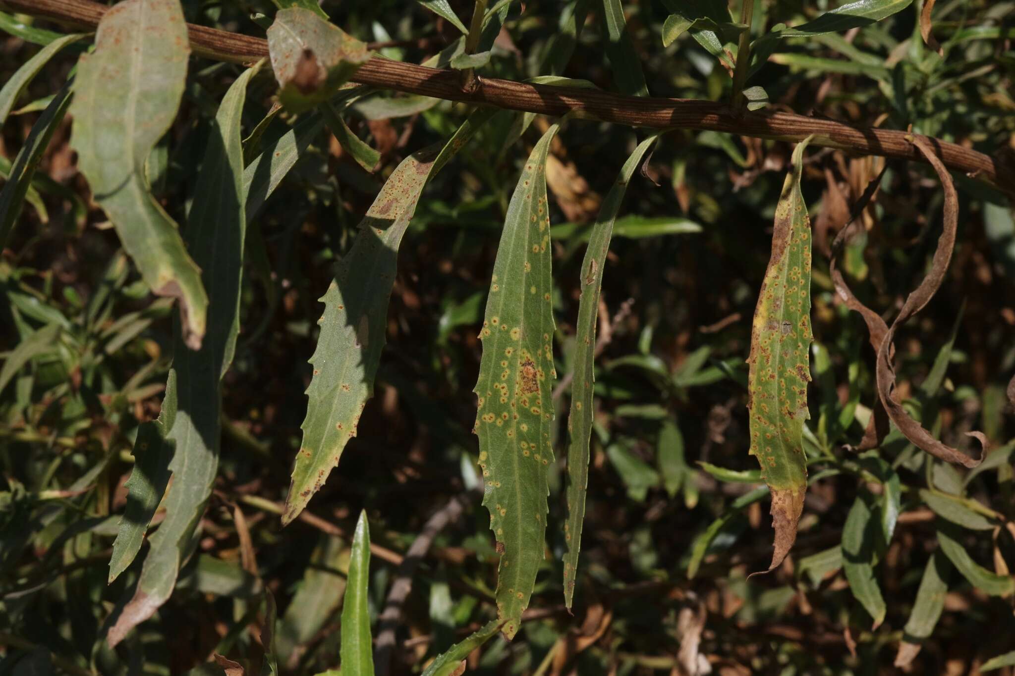 Image of Puccinia baccharidis Dietel & Holw. 1893