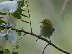 Image of Swinhoe's White-eye