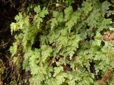 Image of Hymenophyllum rufescens Kirk