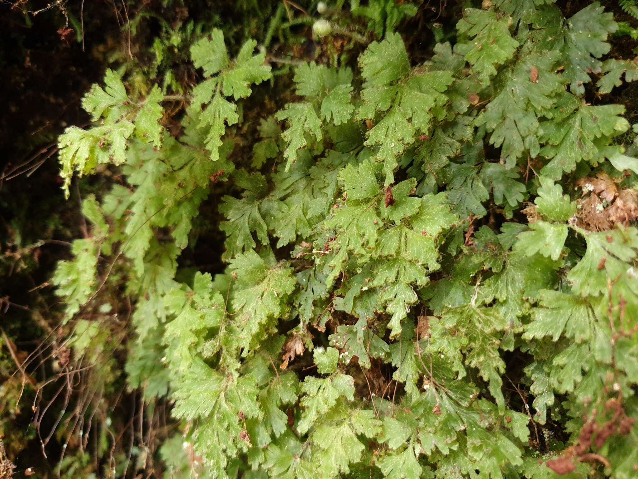 Plancia ëd Hymenophyllum rufescens Kirk