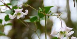 Image de Clematis viticella subsp. campaniflora (Brot.) O. Kuntze