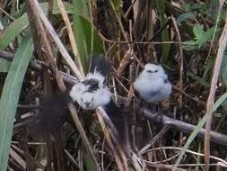 Image of Pied Water Tyrant