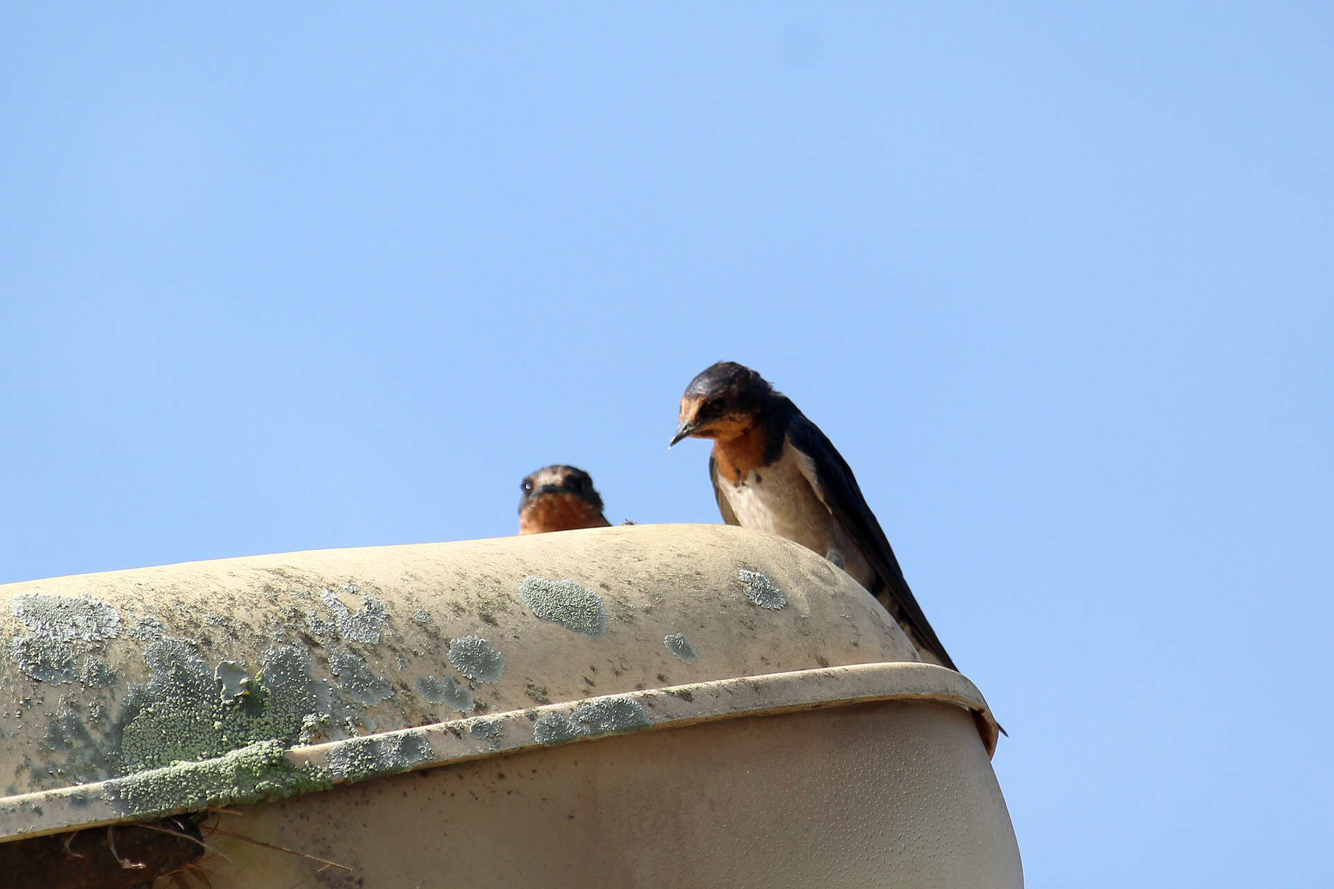 Image of Angola Swallow