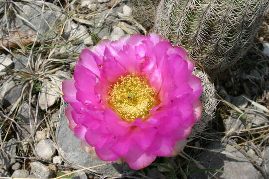 Image of Echinocereus reichenbachii subsp. comanchensis