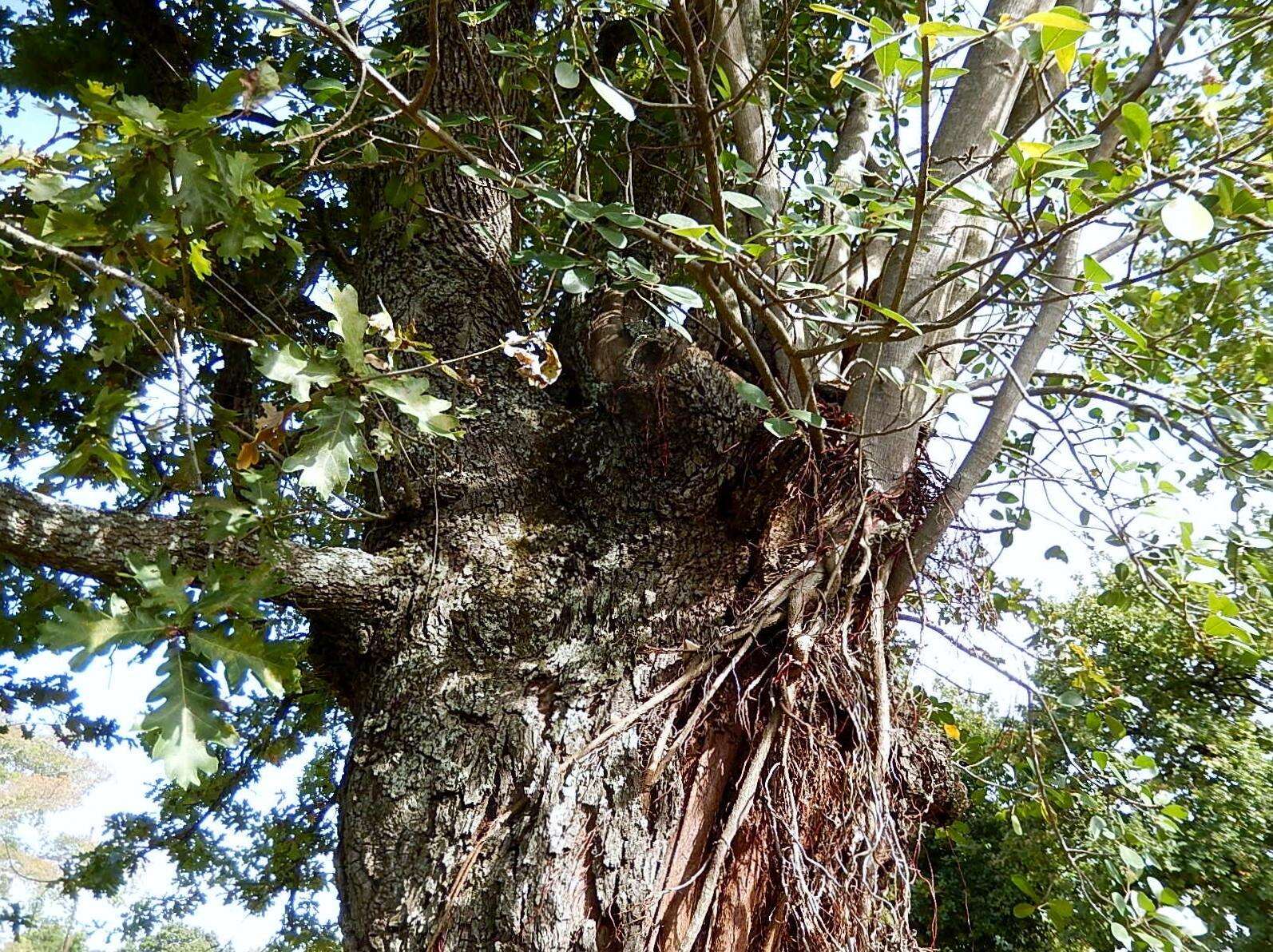 Ficus natalensis subsp. natalensis的圖片