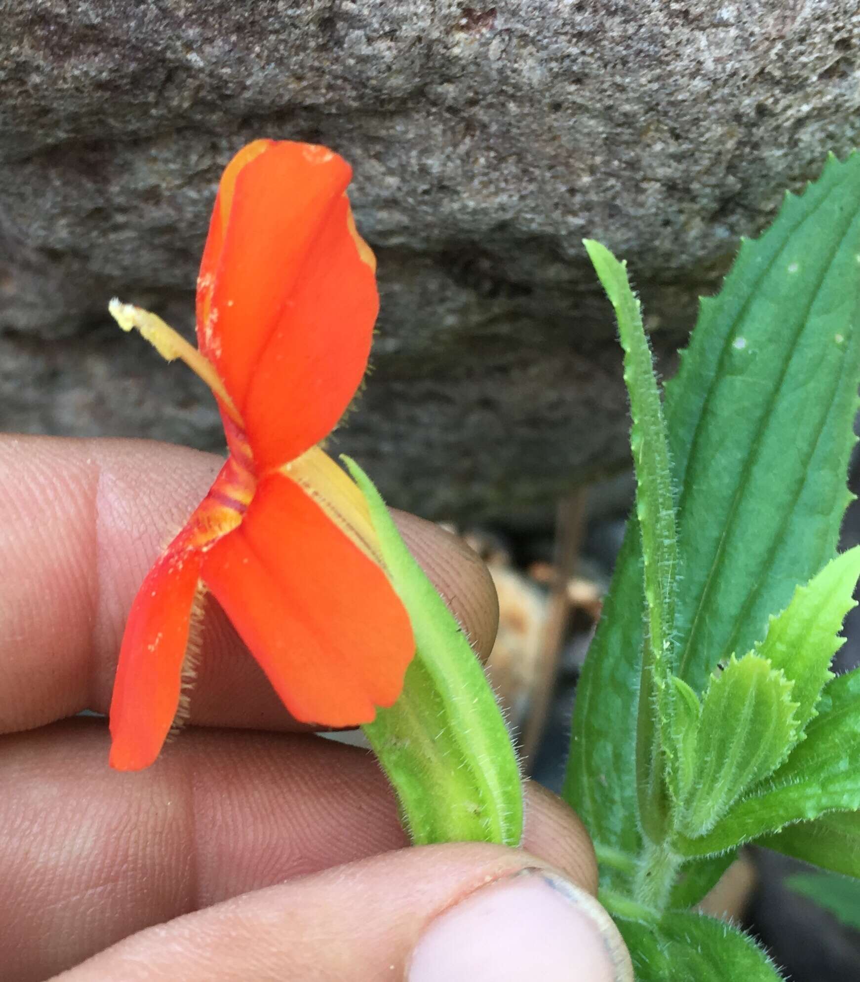 Erythranthe cinnabarina G. L. Nesom resmi