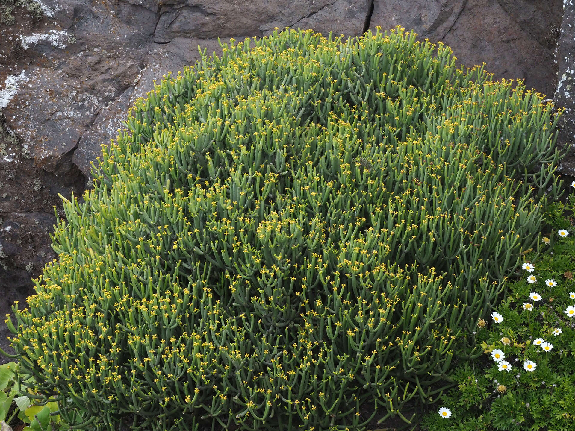 Слика од Euphorbia aphylla Brouss. ex Willd.