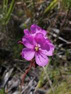 Image of Drosera cuneifolia L. fil.