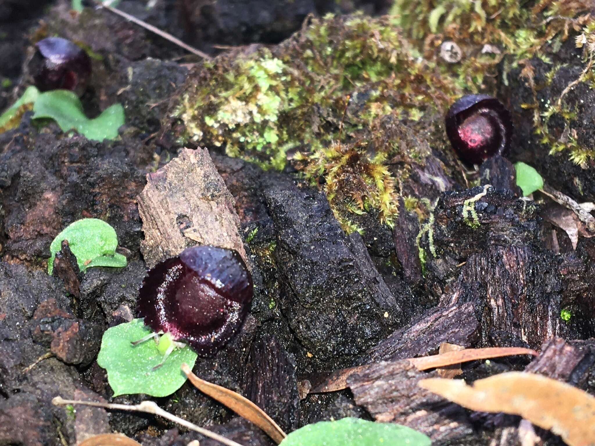 Plancia ëd Corybas recurvus D. L. Jones