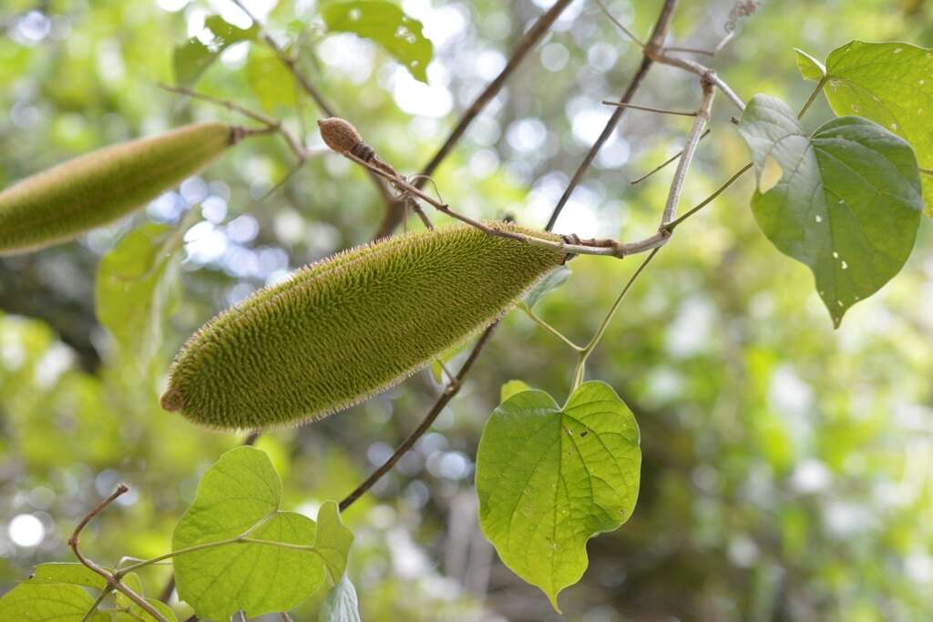 Imagem de Amphilophium crucigerum (L.) L. G. Lohmann