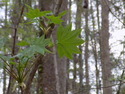 Image of castor aralia