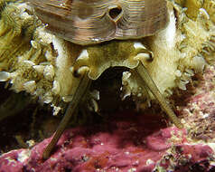 Image of Ass's ear abalone