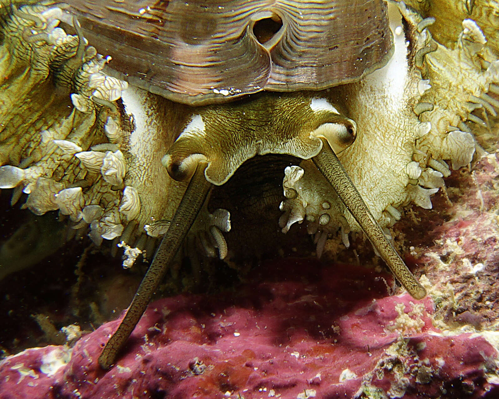 Image of Ass's ear abalone