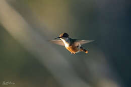 Lophornis adorabilis Salvin 1870 resmi