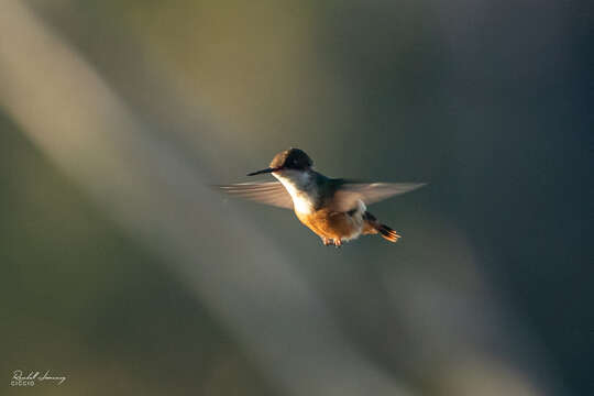 Image of White-crested Coquette