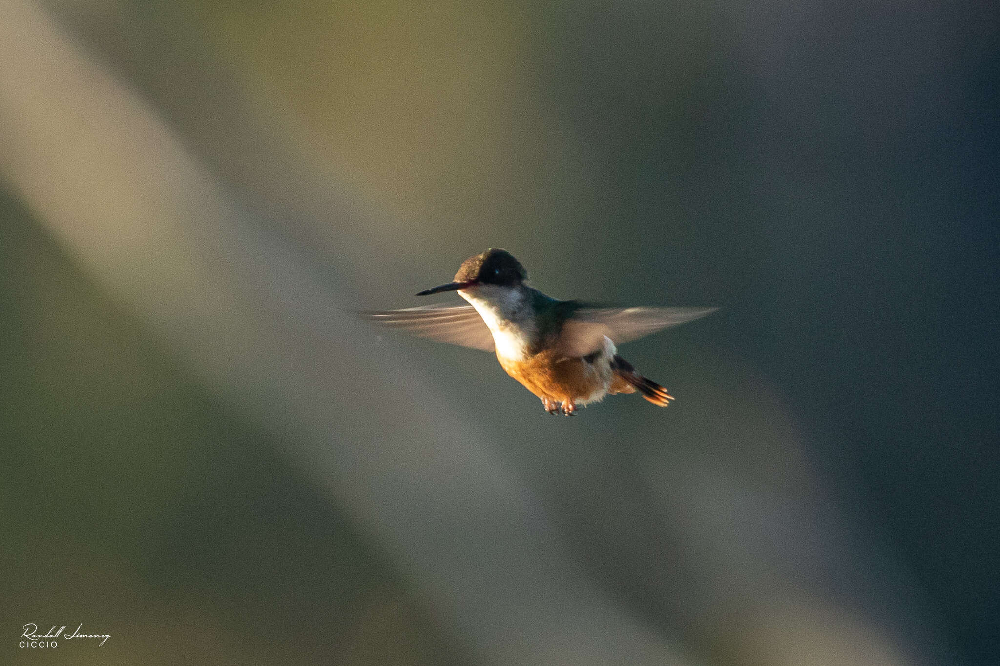 Lophornis adorabilis Salvin 1870 resmi