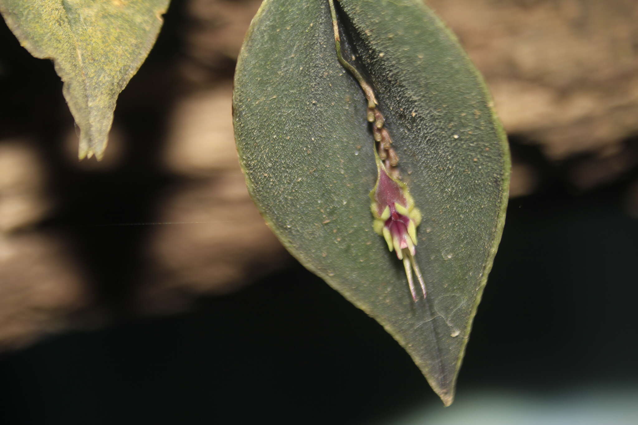 Image of Lepanthes tomentosa Luer