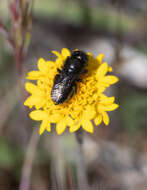 Image of Osmia montana quadriceps Cresson 1878