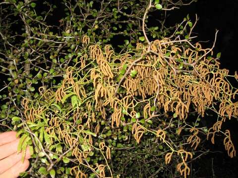 Image of Pseudodiphasium volubile (G. Forst.) Holub