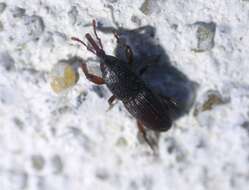 Image of Wheat weevil