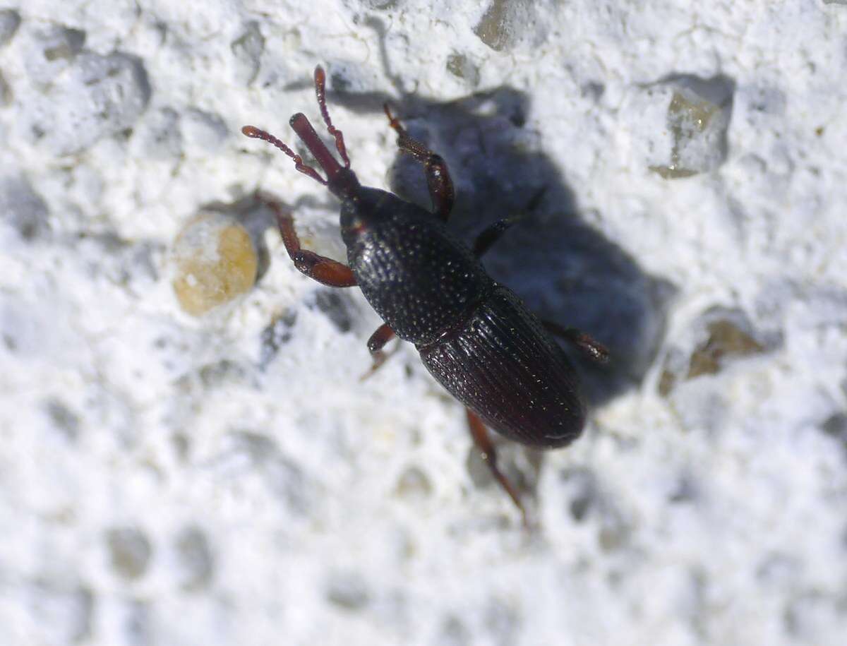 Image of Wheat weevil