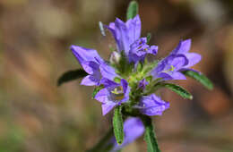 Imagem de Campanula lingulata Waldst. & Kit.