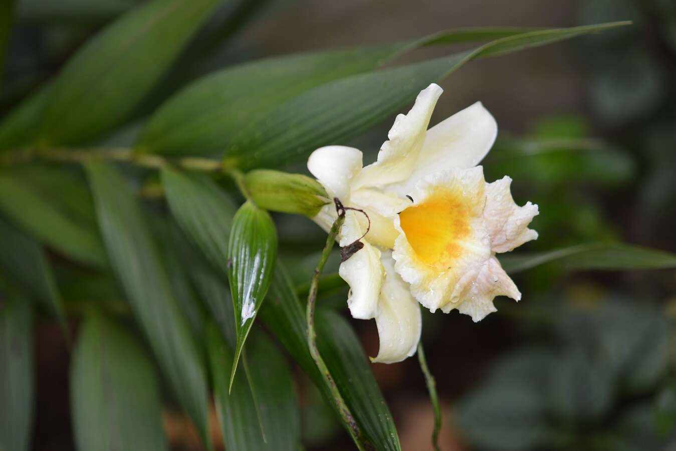 صورة Sobralia xantholeuca B. S. Williams