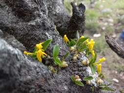 Image de Polystachya mafingensis P. J. Cribb