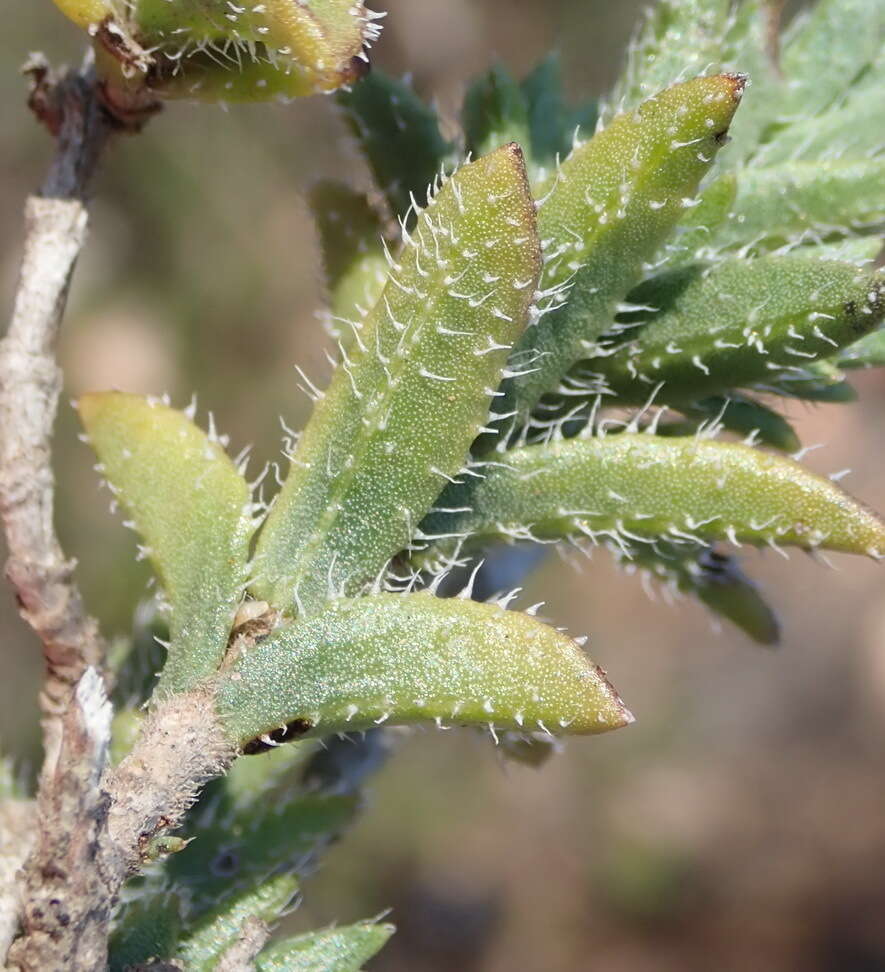 Image of Pteronia hirsuta L. fil.