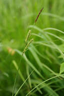 Carex appendiculata (Trautv. & C. A. Mey.) Kük. resmi