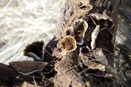 Sivun Trametes villosa (Sw.) Kreisel 1971 kuva