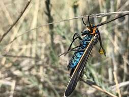 Imagem de Ctenucha venosa Walker 1854