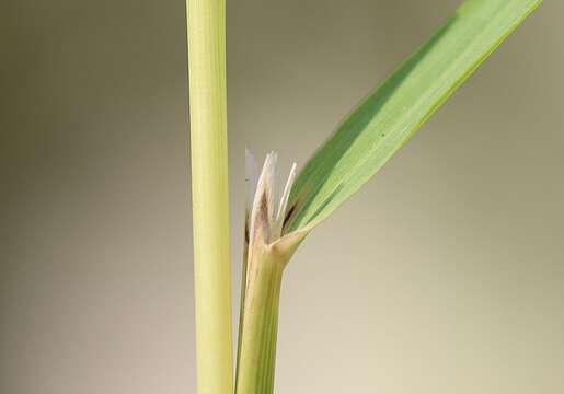 Image of Calamagrostis varia (Schrad.) Host