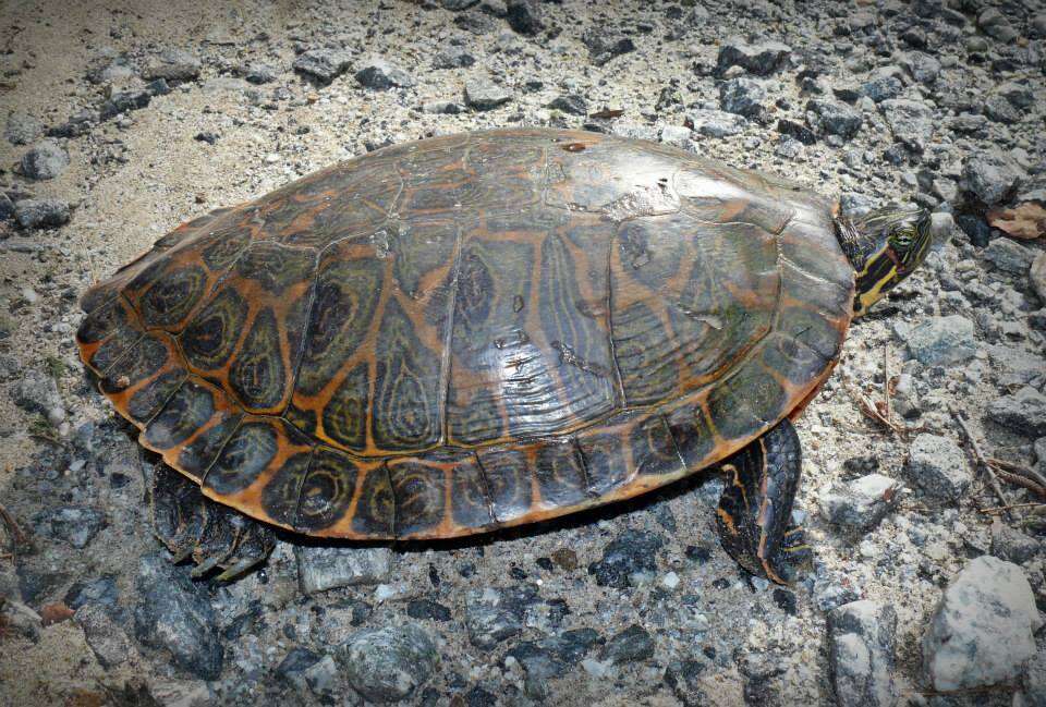 Image of Eastern River Cooter