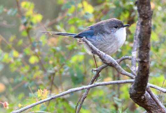 Image of Splendid Fairywren