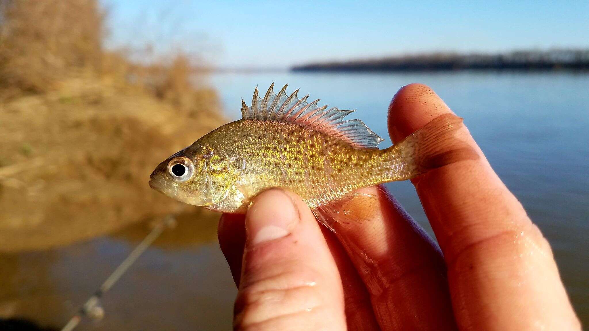 Image of Orangespotted Sunfish