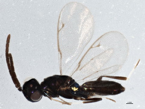 Image of <i>Brasema leucothysana</i> Gibson 1995