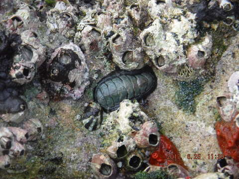 Image of black chiton