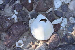 Image of giant Pacific eggcockle