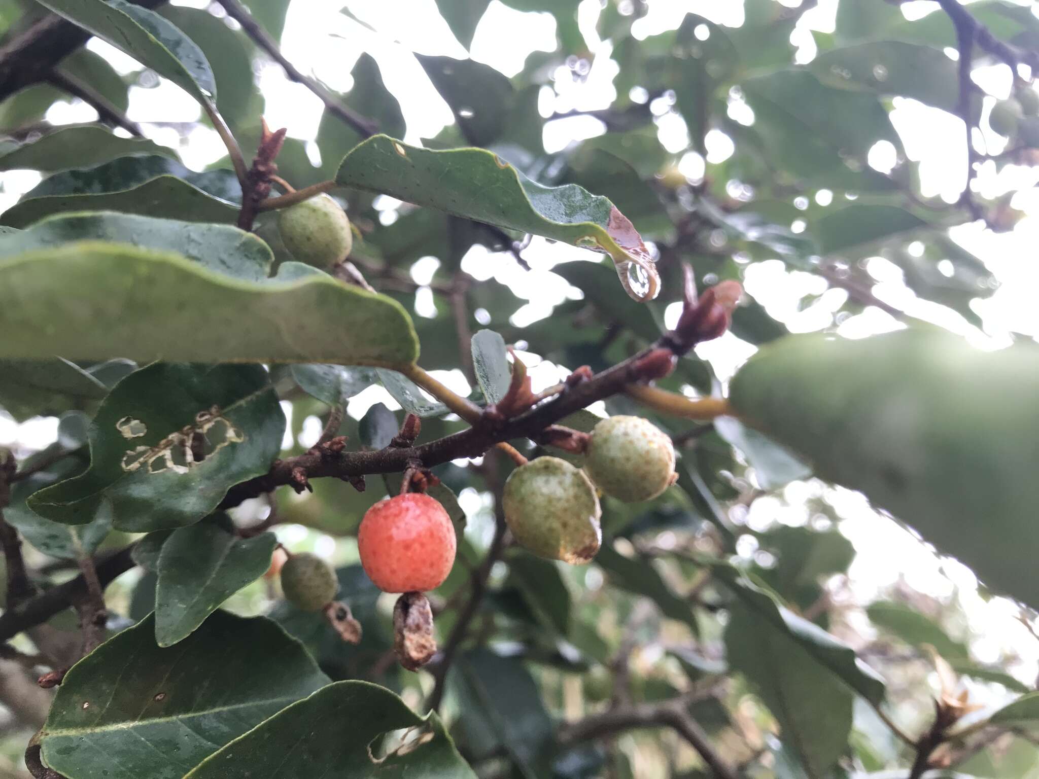 Image of Elaeagnus thunbergii Servettaz