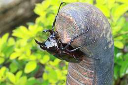 Image of Chalcosoma atlas mantetsu Nagai 2004