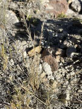 Image of Webber needlegrass