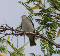 Leiothlypis luciae (Cooper & JG 1861) resmi