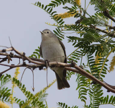 Image of Lucy's Warbler