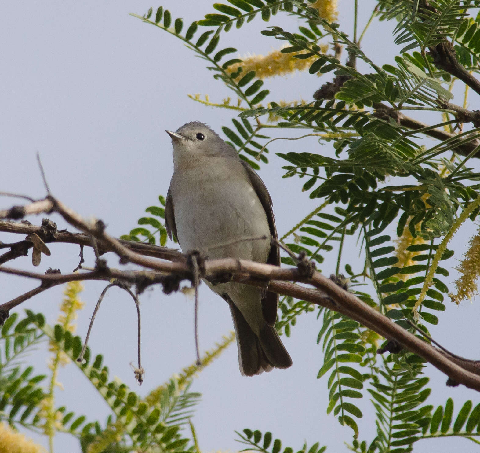 Leiothlypis luciae (Cooper & JG 1861) resmi